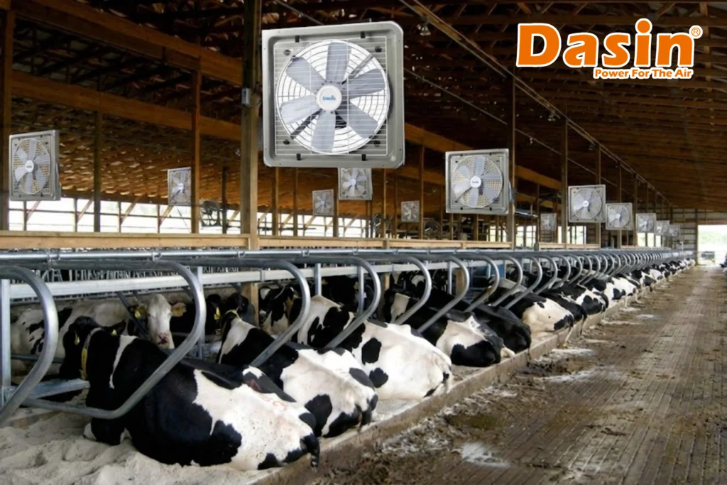 quạt trang trại nuôi bò sữa